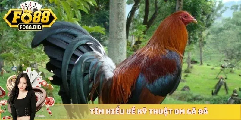 Tìm hiểu về kỹ thuật om gà đá